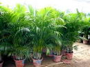 Areca Palm